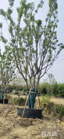 高度700厘米丛生元宝枫