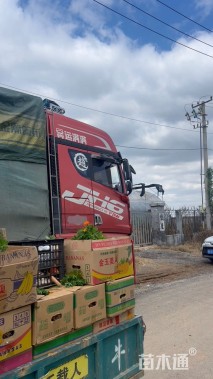 高度20厘米吊钟柳