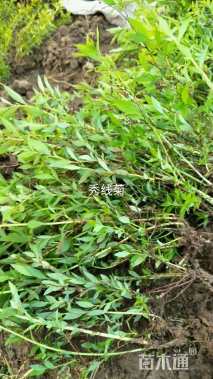 高度30厘米粉花绣线菊