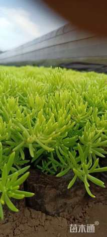 高度10厘米金叶佛甲草