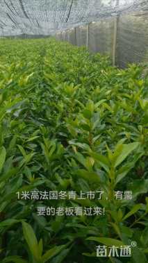 高度100厘米法国冬青