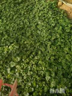 高度20厘米连线草