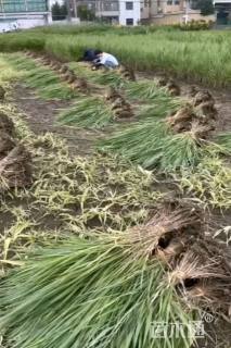 高度20厘米花叶芦竹