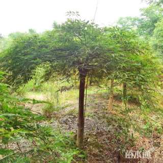 高度120厘米羽毛枫