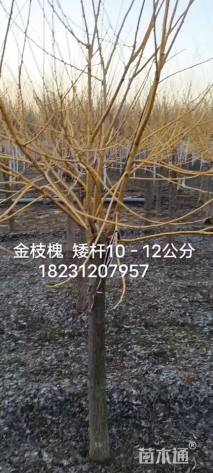 10公分矮杆金枝槐