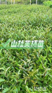 0.8公分杜英