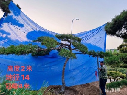 15公分造型赤松