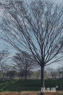 10公分榉树
