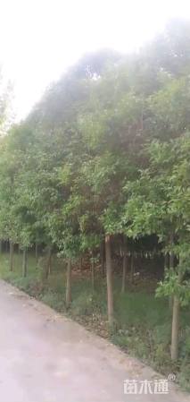 10公分大叶女贞