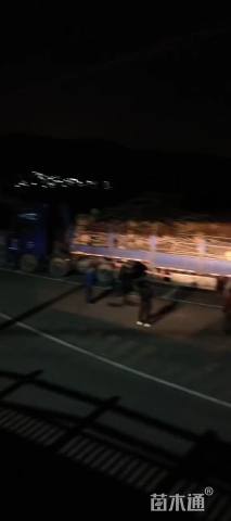 10公分红枫