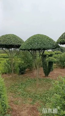 2公分造型小叶女贞