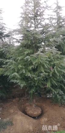 高度600厘米雪松