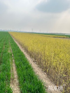 高度60厘米金叶榆小苗