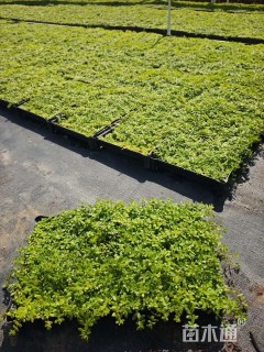 高度5厘米佛甲草