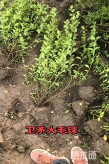 高度60厘米卫矛