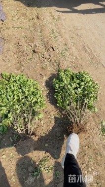 冠幅50厘米卫矛球