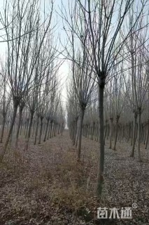 10公分白蜡