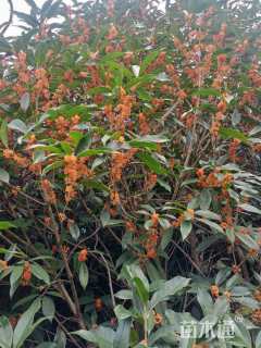 5公分桂花
