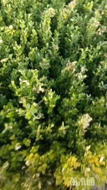 高度25厘米瓜子黄杨