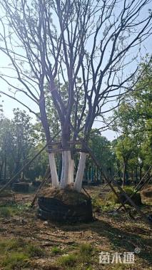 70公分(5杆)丛生朴树