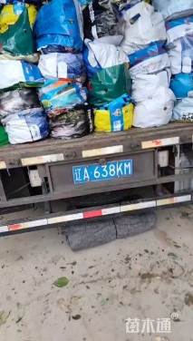 高度40厘米芙蓉菊