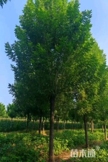 13公分速生白蜡