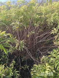 高度150厘米金叶接骨木