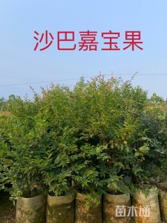 高度80厘米嘉宝果
