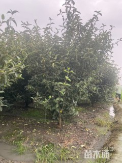 高度200厘米木绣球