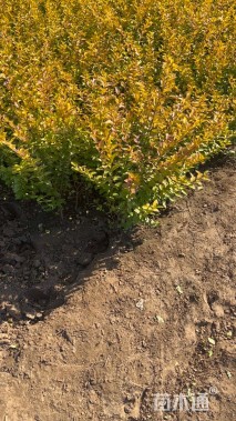 高度60厘米金叶女贞