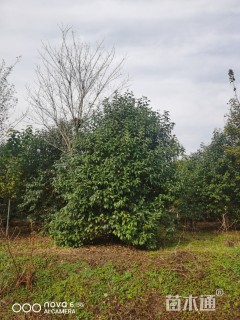 高度650厘米丛生大叶女贞