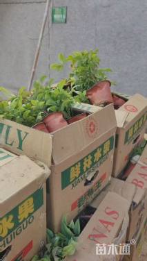 高度20厘米火焰南天竹