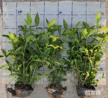 高度40厘米大叶栀子