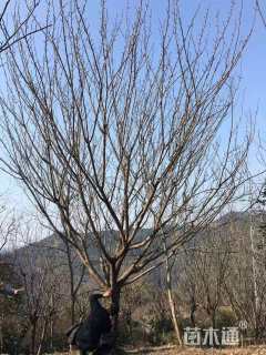 13公分染井吉野樱