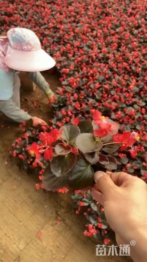 高度10厘米四季海棠