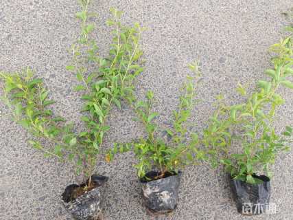 高度35厘米喷雪花