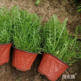 高度25厘米西洋蓍草