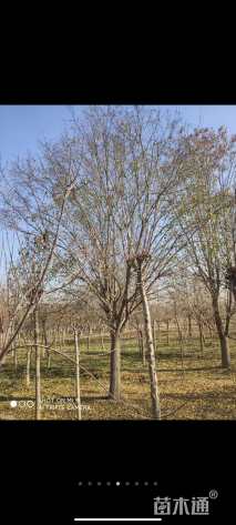 100公分国槐