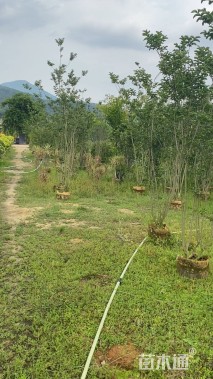 高度250厘米丛生紫薇