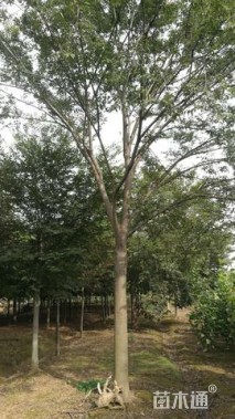 23公分榉树