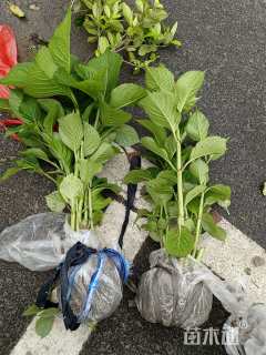 高度20厘米八仙花