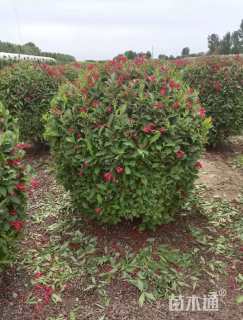 高度80厘米红王子锦带球