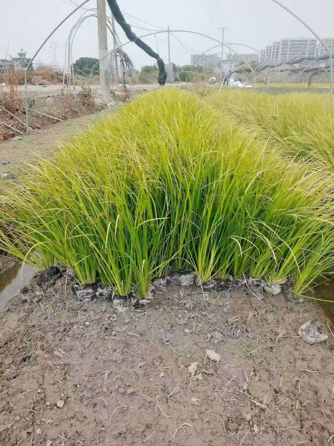 高度30厘米德国鸢尾