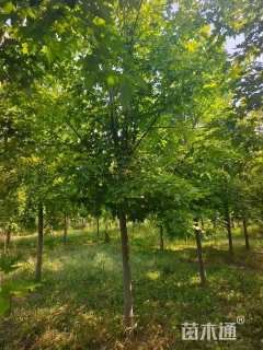 20公分美国红枫