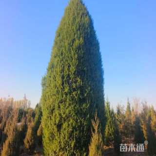 高度100厘米塔柏