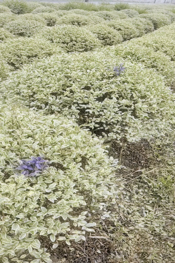 高度100厘米银姬小蜡