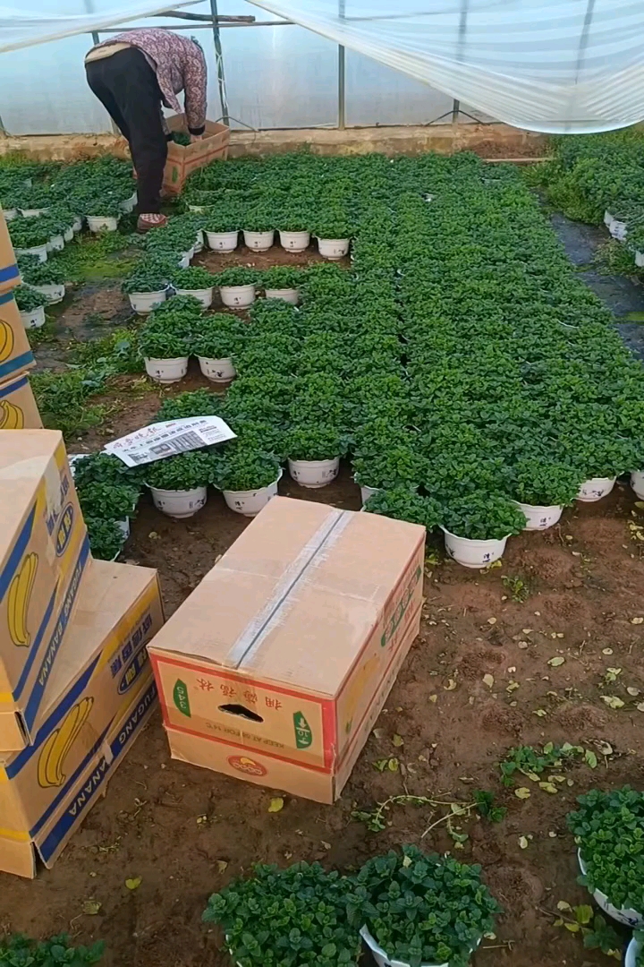 高度20厘米美国薄荷