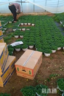 高度20厘米美国薄荷