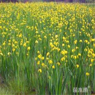 高度35厘米黄菖蒲