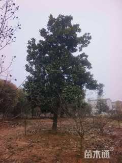 25公分广玉兰